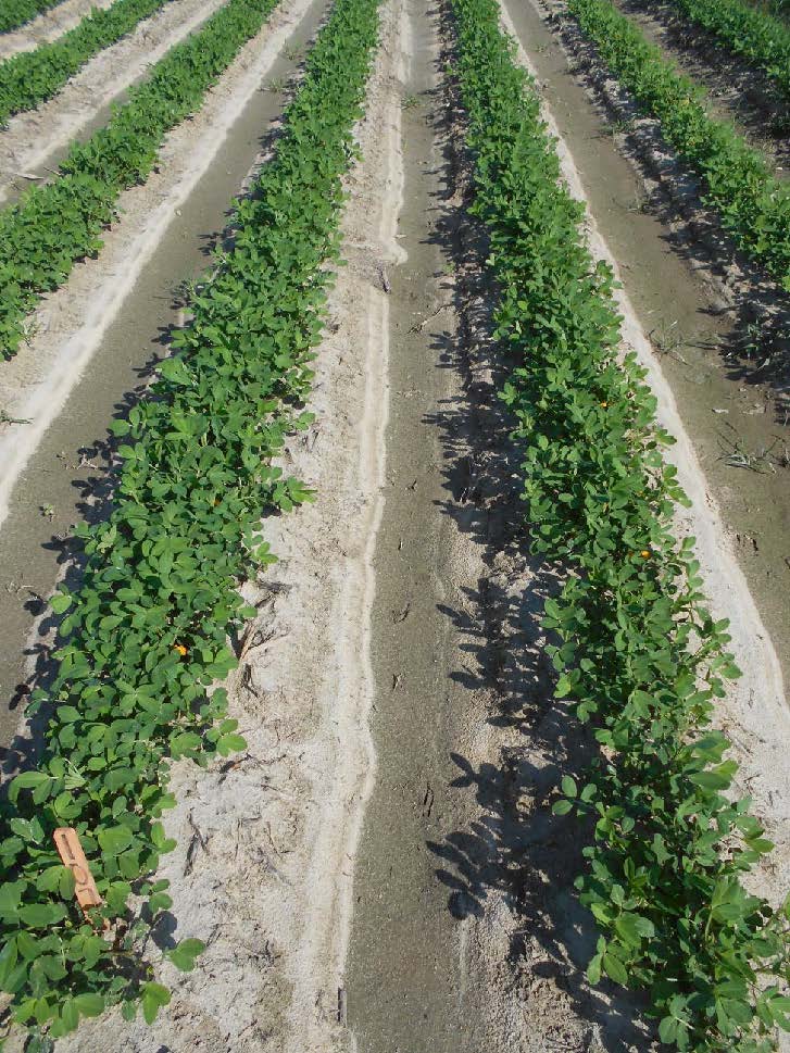 peanut field treated with Admire Pro and Orthene