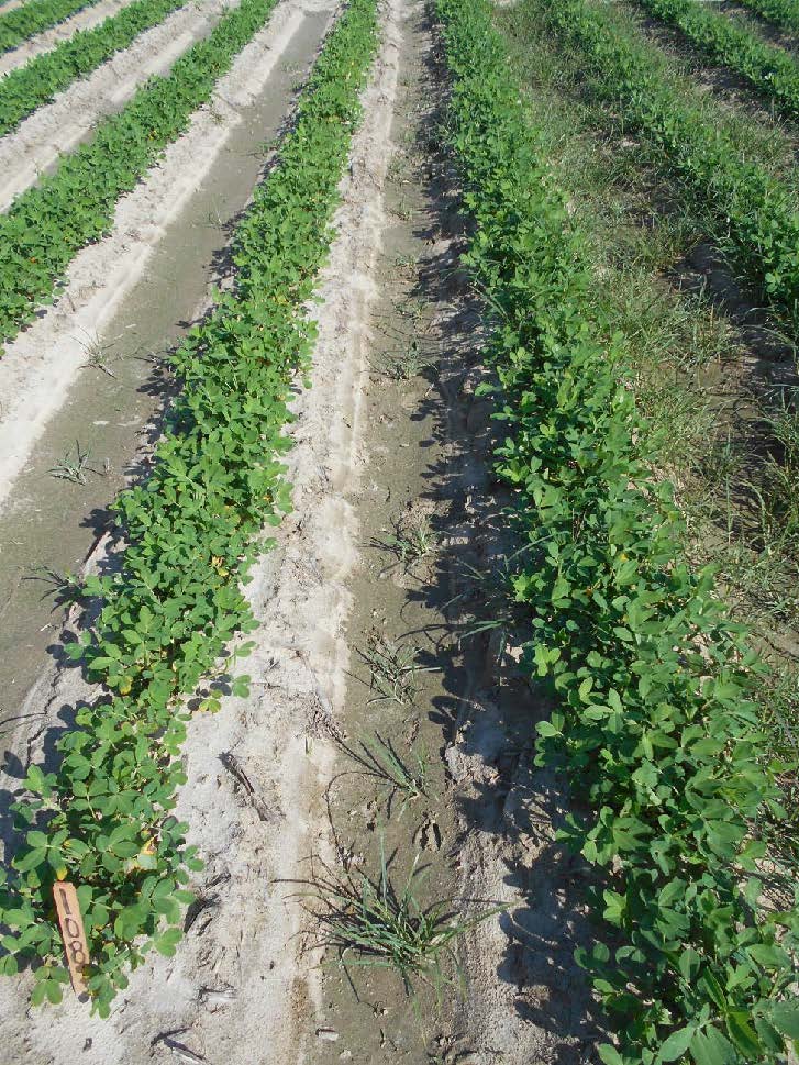 peanut field treated with Thimet and Orthene