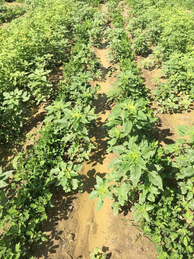 pigweeds pictures