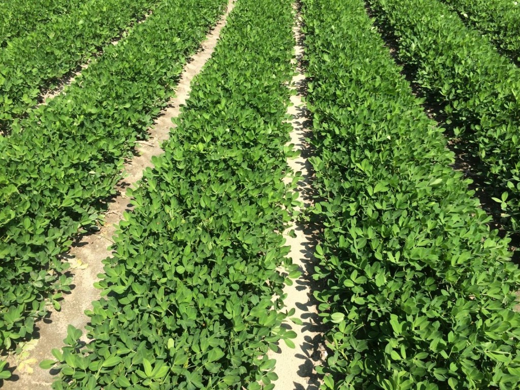 peanut canopy