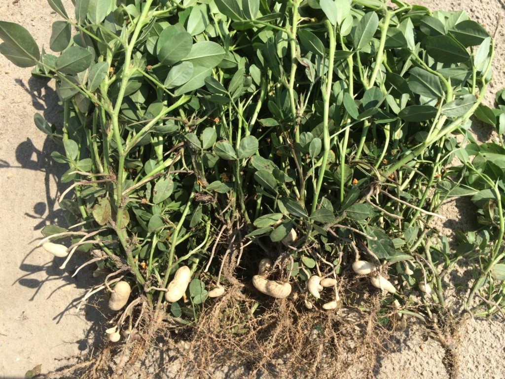 Reproductive development of peanut planted May 2 and image recorded July 14.