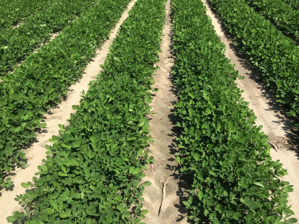 Peanut field