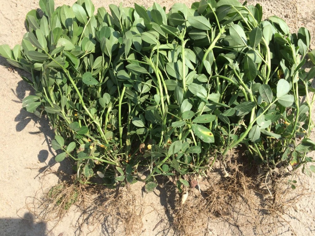 Reproductive development of peanut planted May 16 and image recorded July 14.