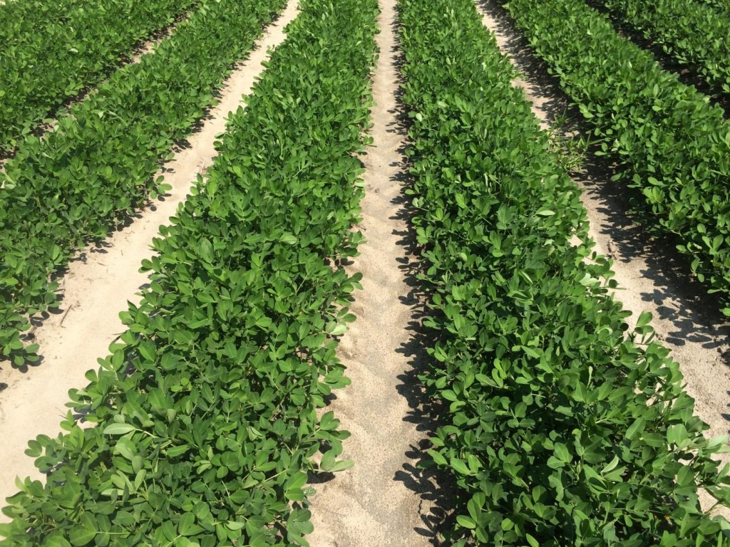 Peanut field
