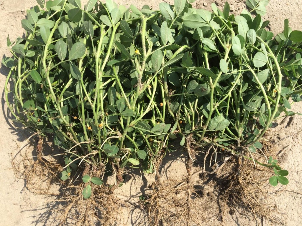 Reproductive development of peanut planted May 28 and image recorded July 14. These peanuts were under minor water stress during June.