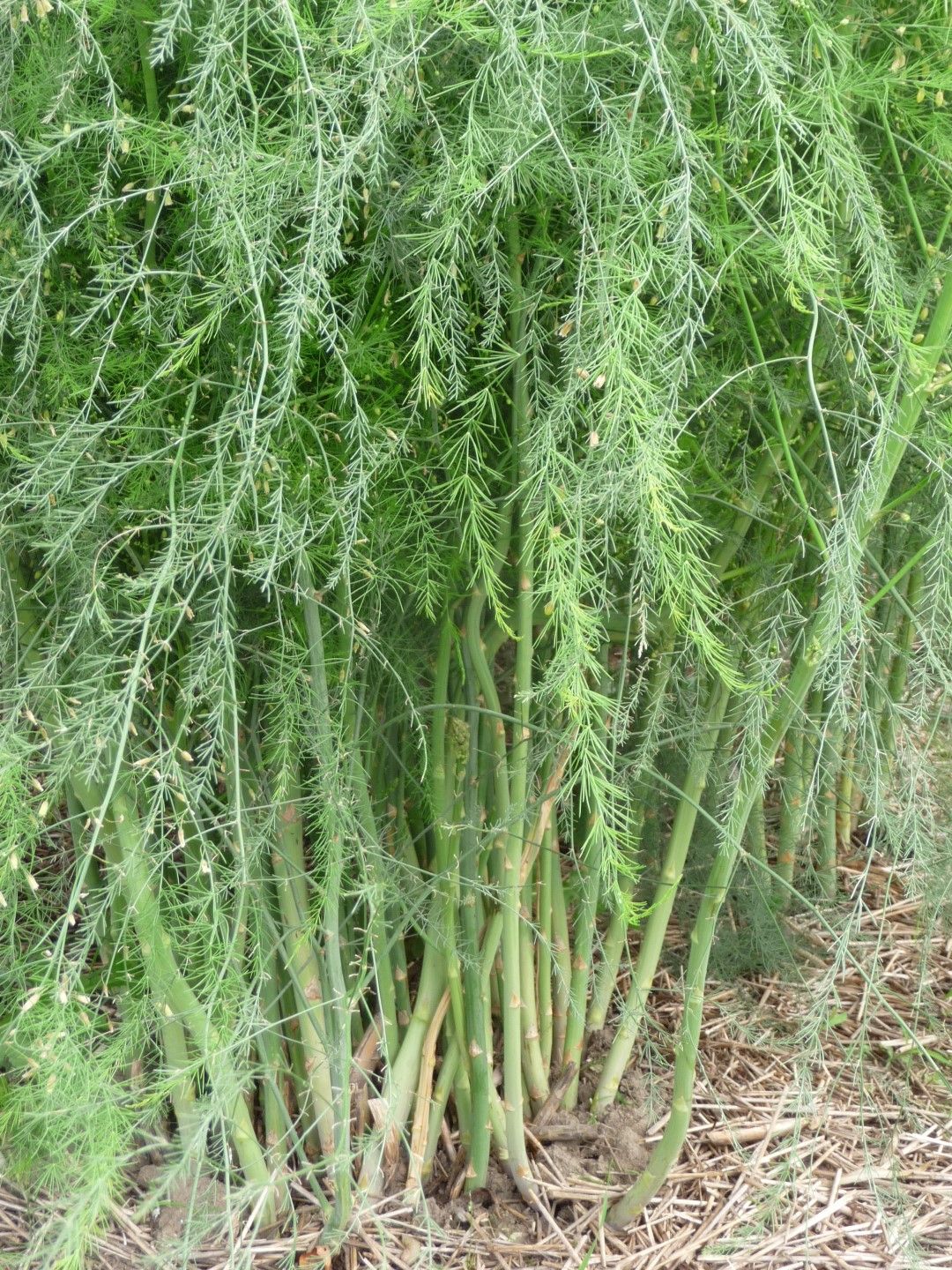 Growing asparagus in a home garden 2014 