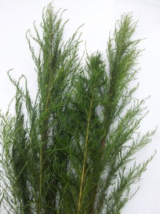 Dog fennel is a problematic weed in pastures and waste areas. It can be identified by its fine leaves, woody stem, and strong fennel type odor