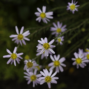 Ionactus linarifolius