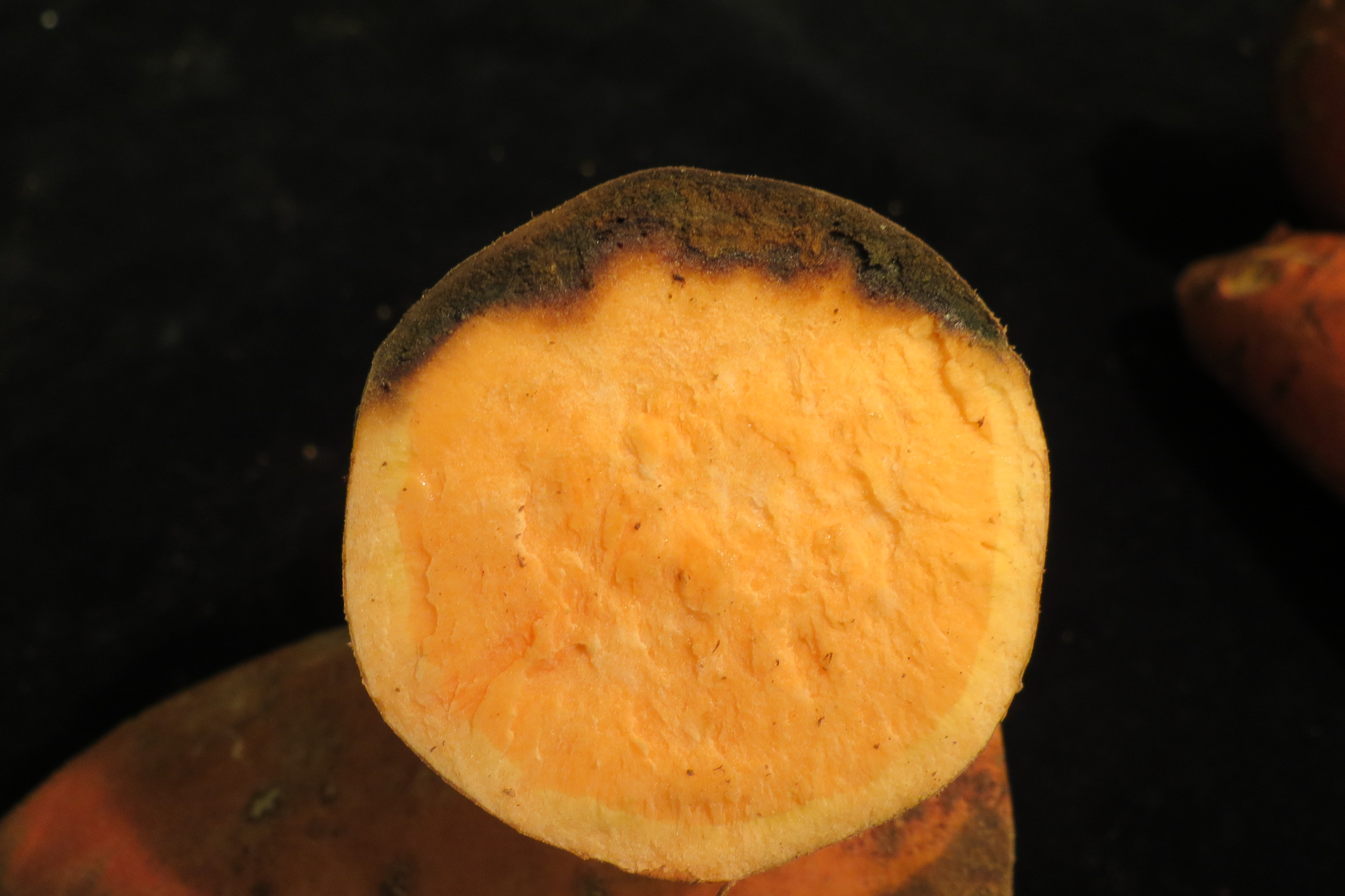 Black rot typically does not extend past the vascular tissue into the inner cortex of the sweetpotato.