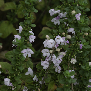 Clinopodium georgianum