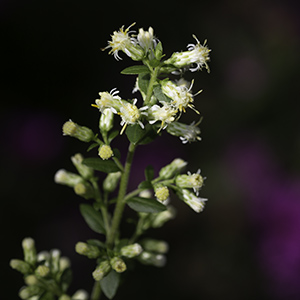 Solidago bicolor