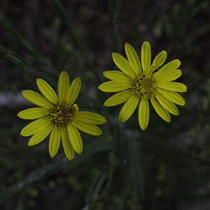 Narrowleaf silkgrass