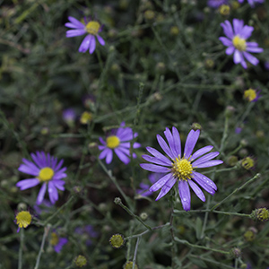 Clasping American aster