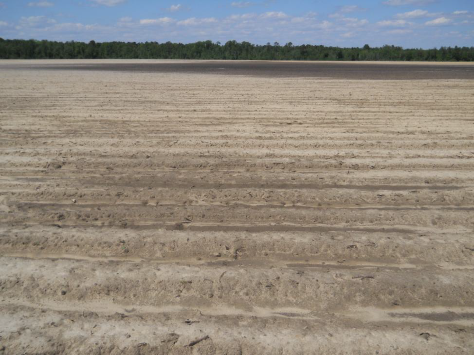 Soil temperatures have warmed to adequate levels for germination and seedling emergence and growers will begin planting as soon as fields dry