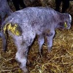 calf scours