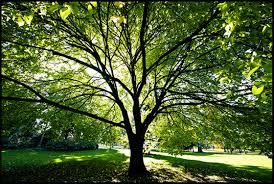 Cover photo for Prune Like a Pro