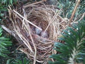 Song bird nest with eggs in Fraser fir Christmas tree.