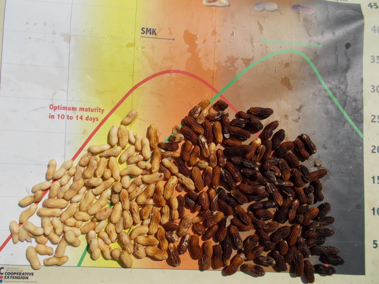 Bailey planted May 16 at Lewiston-Woodville, North Carolina and maturity determined September 17.