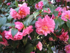 There are many alternatives to using Leyland cypress to screen your property. Camellias (pictured here) are a broadleaf evergreen shrub that work well for screening. Although they are not inexpensive, they provide the extra benefit of showy flowers. Camellias flower in spring or fall, depending on which species you choose. 'Green Giant' arborvitae and cryptomeria are also suitable alternatives to Leyland cypress in the landscape. Picture by Harvard University.