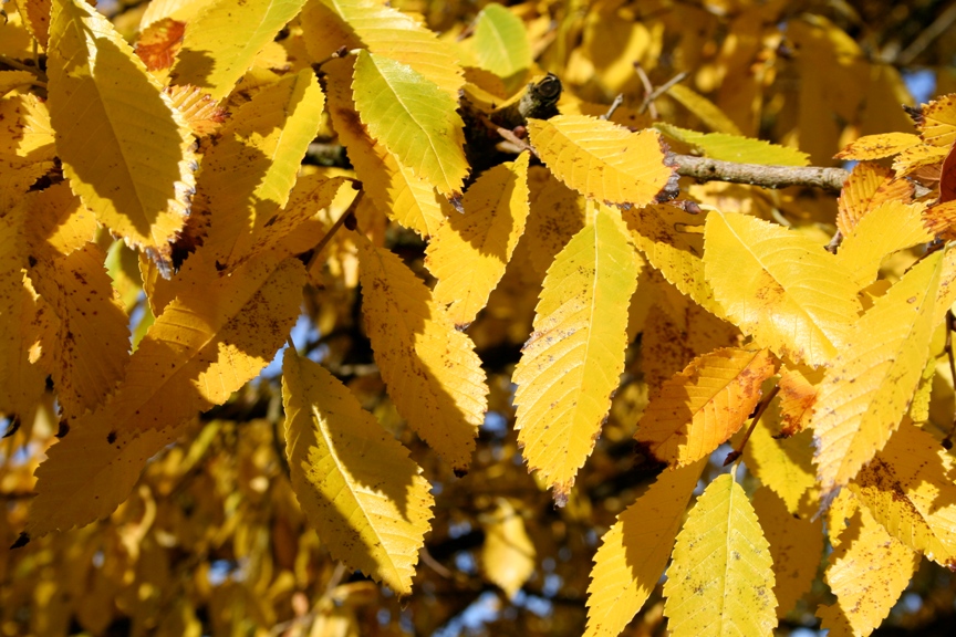 yellow fall color on an elm tree.