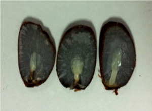 Folklore says persimmon seeds can be used to predict the upcoming winter. Cutting the seed open reveals the cotyledons (developing embryo leaves). The tiny plant leaves look like a knife, a fork, or a spoon. The knife indicates cold and ice, the spoon suggests snow, and the fork predicts mild conditions. This year's prediction is ice and snow.