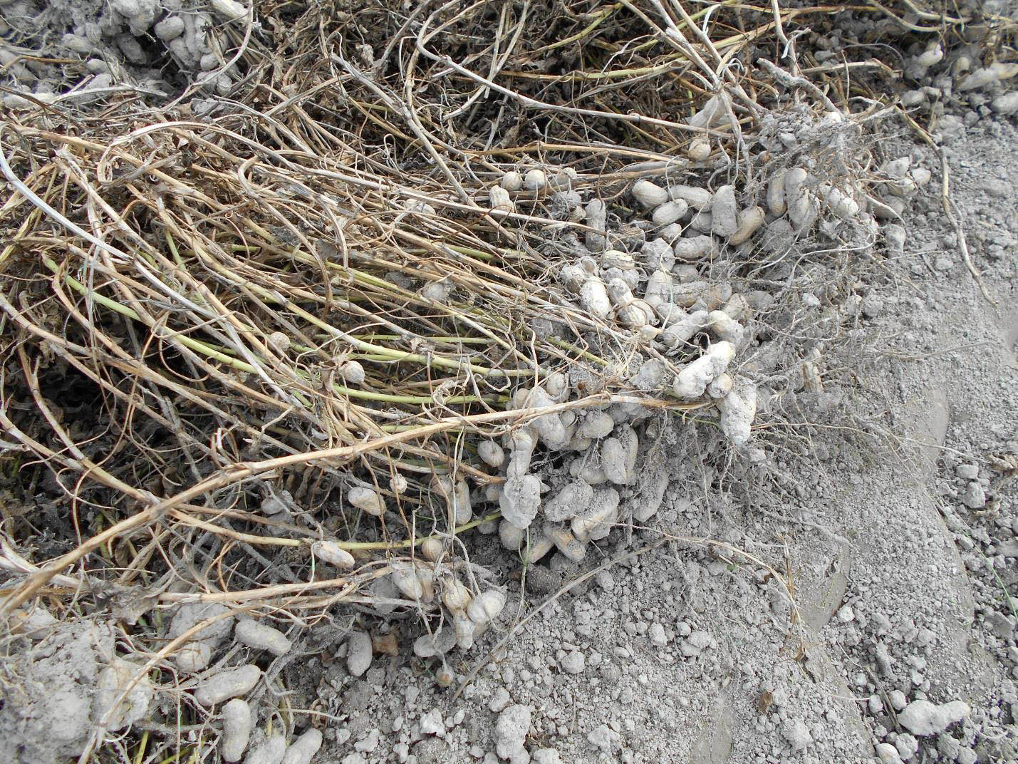 Peanuts remaining in fields after digging as a result of wet soils and poor drying conditions during late October and early November.