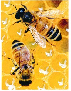 Cover photo for Beginner Beekeeping Course Starts in February