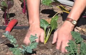 October-Planting-Chard