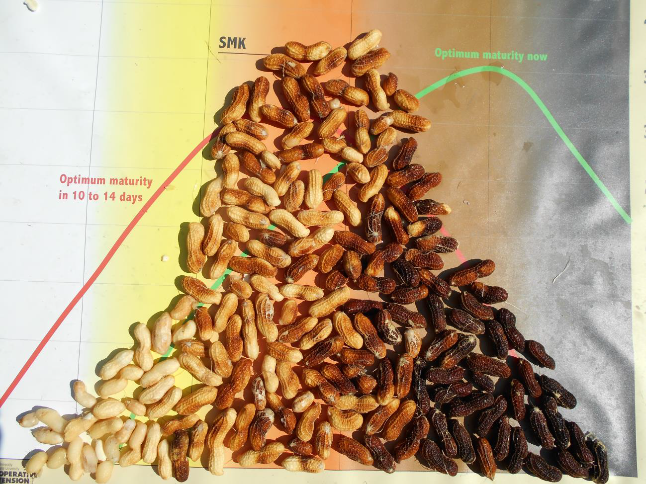 Peanut Days To Maturity