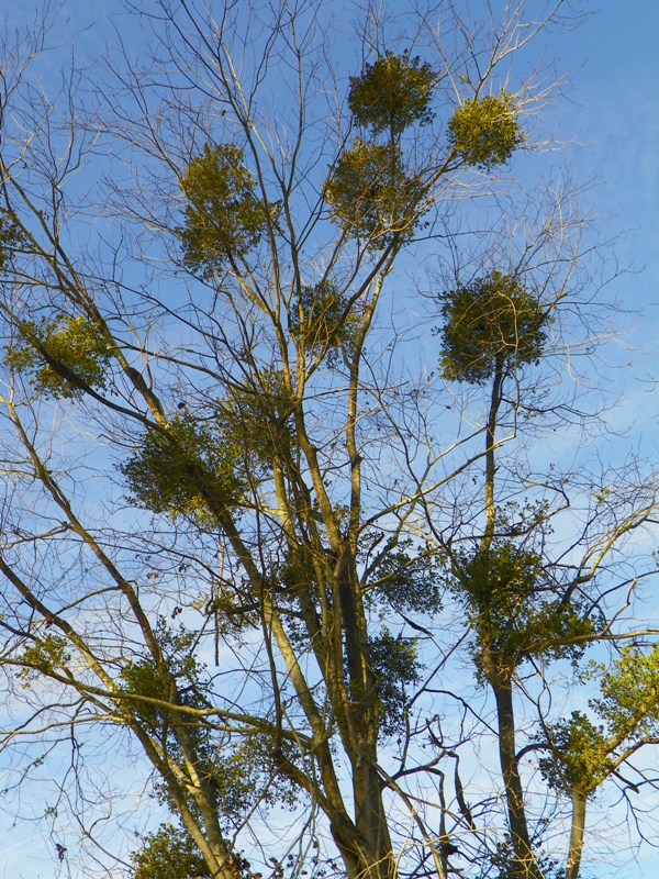 What Disease Or Parasite Will Kill a Live Oak Tree 