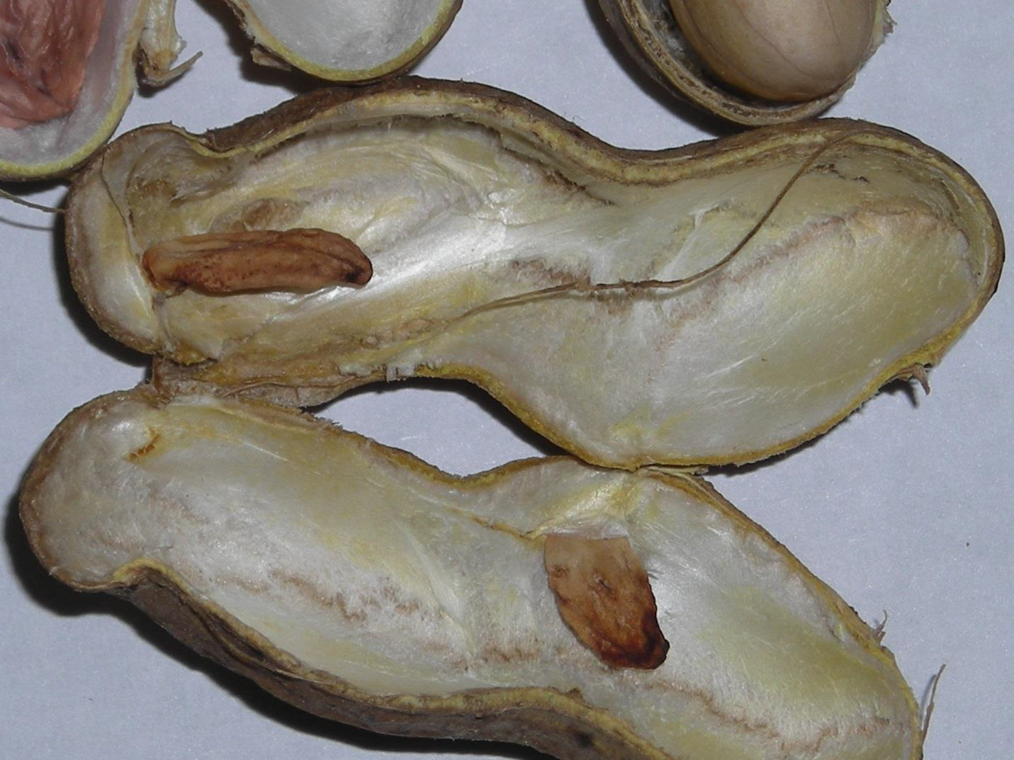 Calcium deficiency noted in some pods where gypsum applications were delayed or calcium leached through soil due to excessive rainfall.
