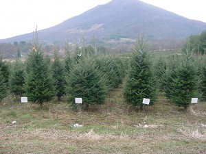 About 6 million Christmas trees will be harvested this year in North Carolina. Research plots at the Mountain Horticultural Crops Research and Extension Center in Mills River show growers how shearing practices effect the growth of the mature trees.