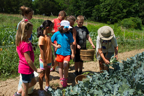 Junior Chefs help farmer Cathy Jones harvest broccoli at Perry-winkle Farm