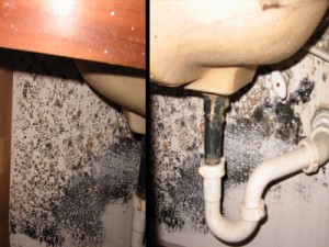 mold under a sink