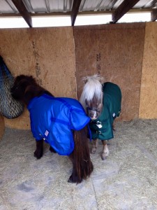 Cover photo for Protect Your Animals from Cold Weather