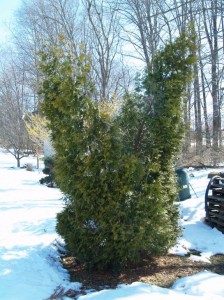 Arborvitae