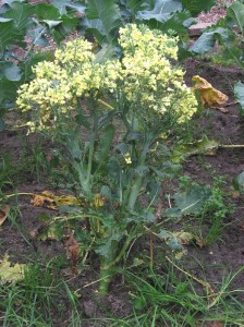 Broccoli is a spring crop that does best when transplants are set out in March. If it gets too hot before the broccoli head, which is actually a cluster of flower buds, is harvested, the plant will bolt.