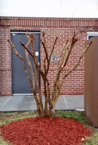 Pruning crape myrtles by removing part of the main branches is a common practice. Although it is common, it has detrimental side effects. This pruning method reduces the number of blooms, delays flowering, and creates weak branches.