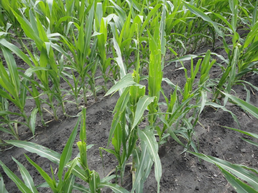 Armyworm -- Leaf tissue will be eaten, usually from the edges inward, and plants will appear ragged. Armyworms are nocturnal and may be found hiding in ground trash and plant cover during bright days.