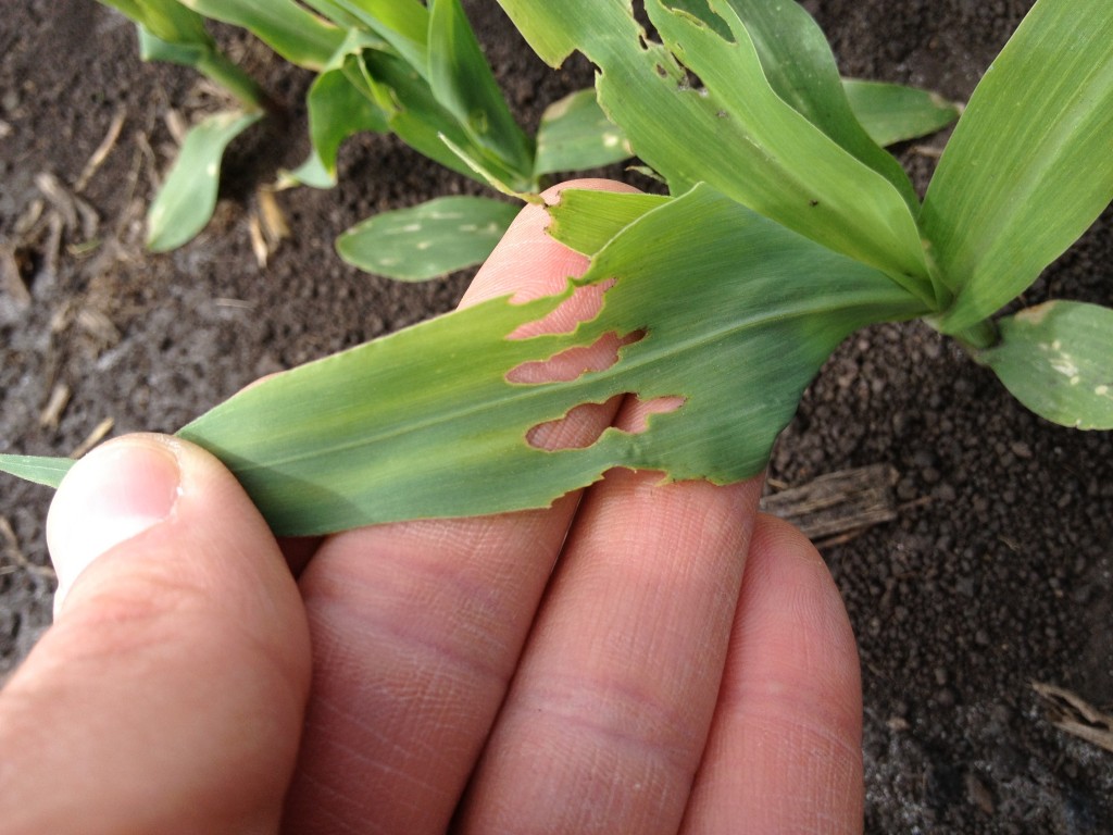 Billbug -- Obscure feeding slits will be on the lower part of the stem, unfurled leaves will often be cut at the base and within the plant, and the central whorl leaf will often be wilted. Rows of holes may appear across emerged leaves and damage will be most severe near field edges, especially when bordering last year's corn. Billbug adults may be found at the soil surface or on seedling stems at or below the soil surface.