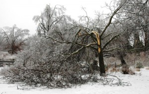 ice damaged tree