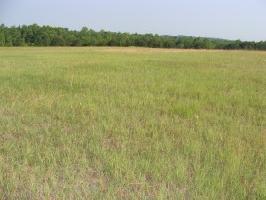 Cover photo for Spring Bermudagrass Management