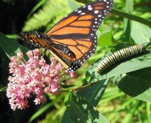 monarch butterfly