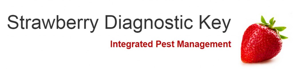 Strawberry Diagnostic Key