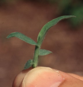 large crabgrass seedling. leaf blades and sheath are hairy