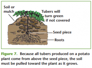 Potato root system