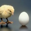 chickegg