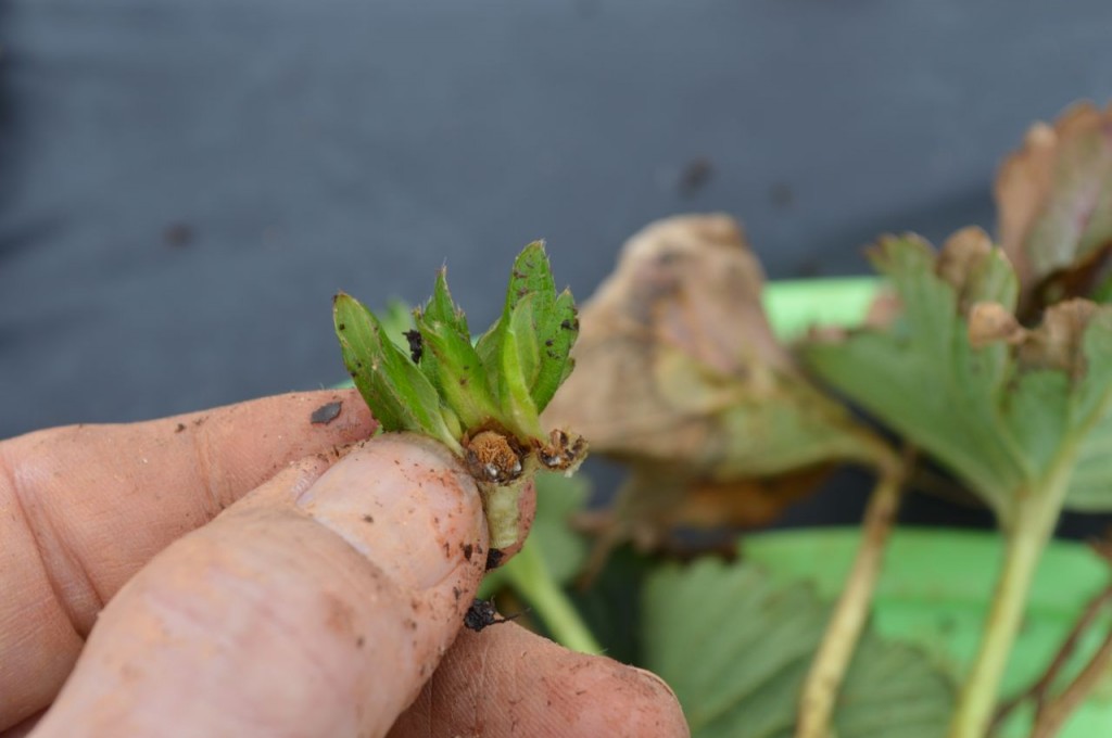 dead flower