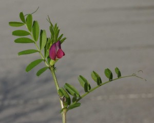vetch branch with pinnately compound leaves,tendrils on the tips, andflowers in the leaf axils