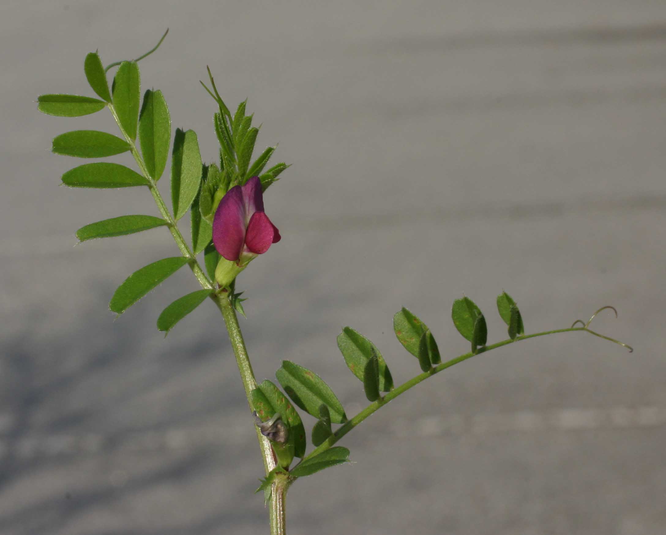 vetch branch with pinnately compound leaves, tendrils on the tips, andflowers in the leaf axils
